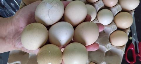 狼人杀臭鸡蛋是什么[图1]